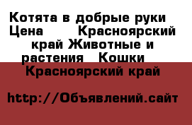 Котята в добрые руки › Цена ­ 1 - Красноярский край Животные и растения » Кошки   . Красноярский край